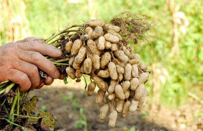 影响 花生产量 关键因素