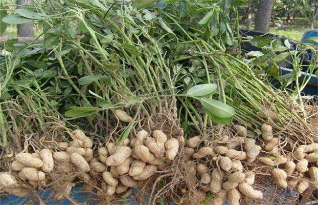 影响 花生产量 关键因素