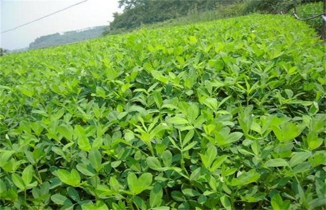 花生中后期 怎么管理