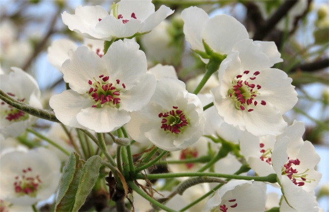 苹果花后 怎么管理