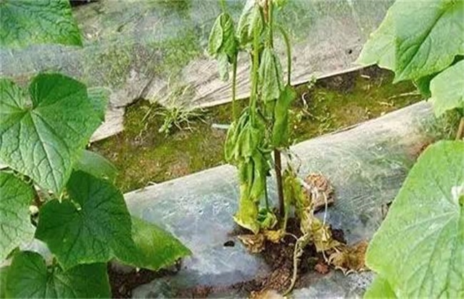 蔬菜死苗的预防措施