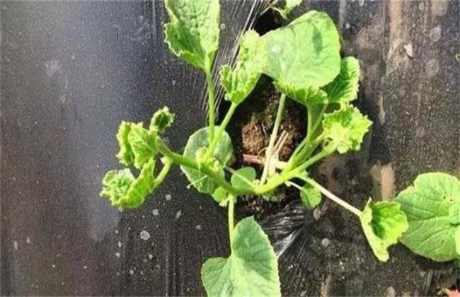 蔬菜死苗的预防措施