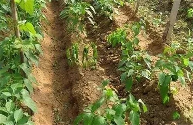 如何防止辣椒移栽后死棵