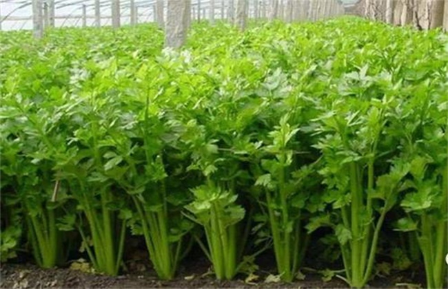 大棚芹菜常见施肥误区