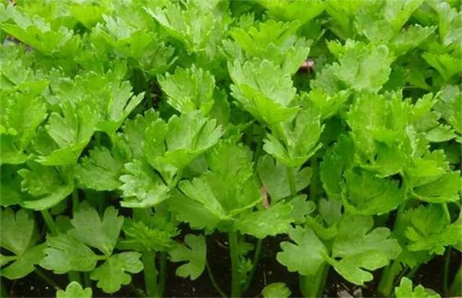 大棚芹菜常见施肥误区