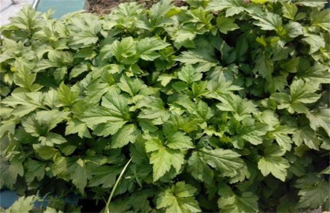 珍珠菜 种植方法