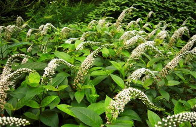 珍珠菜 种植方法