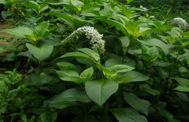 珍珠菜 种植方法