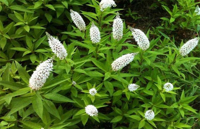 珍珠菜 种植方法