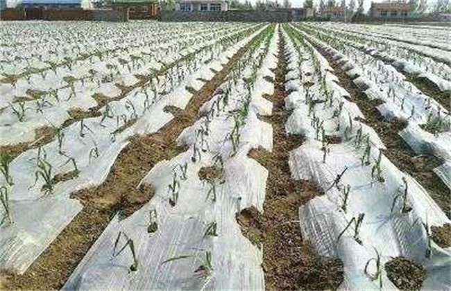 玉米低温障碍防治方法