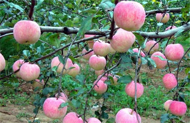苹果树 中后期 管理要点