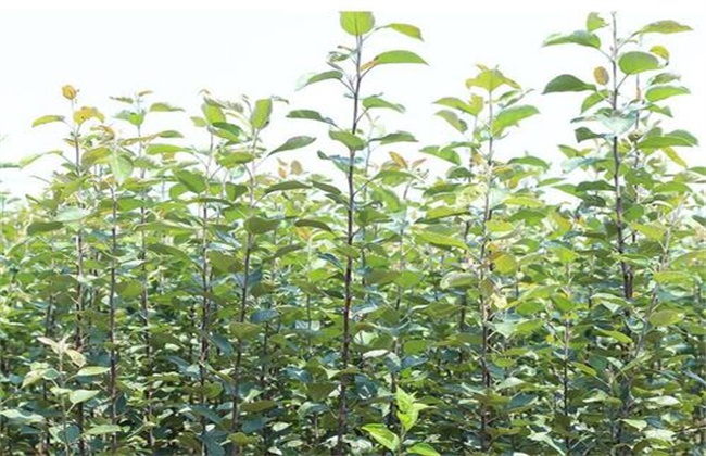 苹果快速育苗注意要点