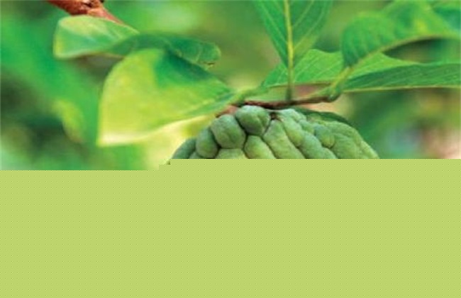 释迦果种植条件