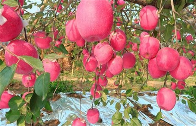 种植苹果需要注意什么