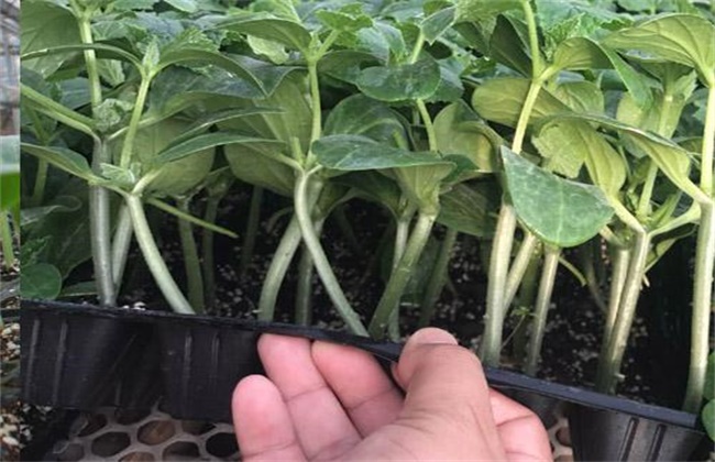 蔬菜育苗该怎么预防闪苗