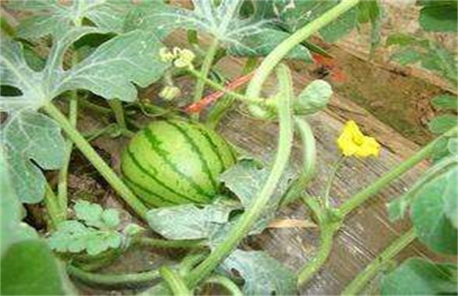 西瓜 生理特性