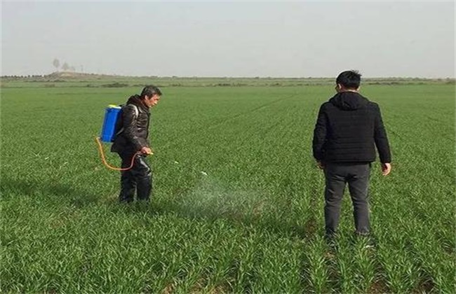 小麦 春季除草 最佳时间