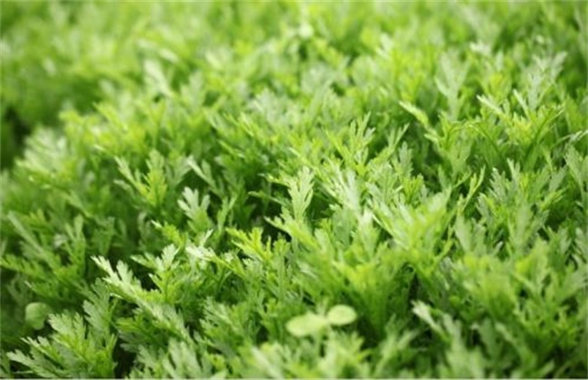 茼蒿 