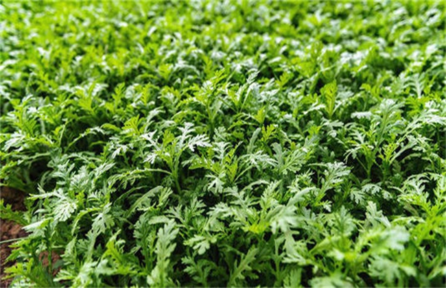 茼蒿 