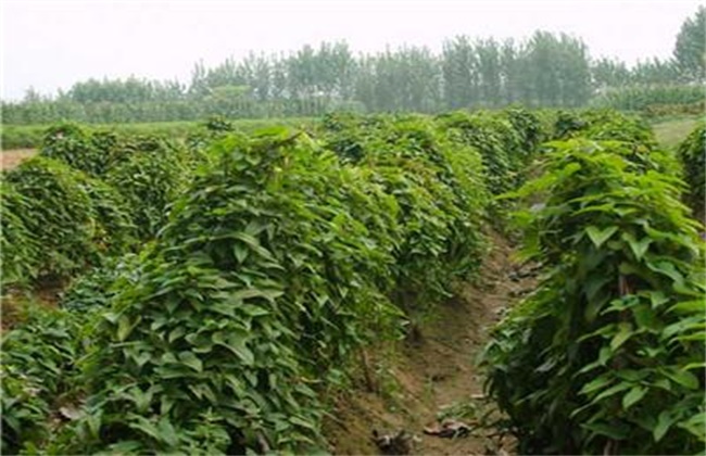 山药中后期 管理技术