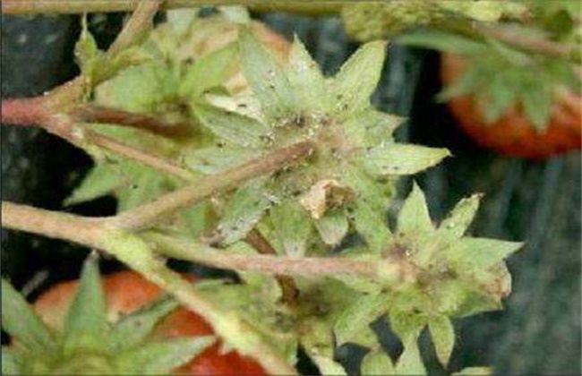 草莓蚜虫的防治措施和注意事项
