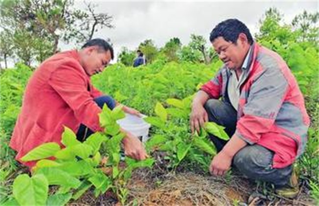 桑树的施肥技术