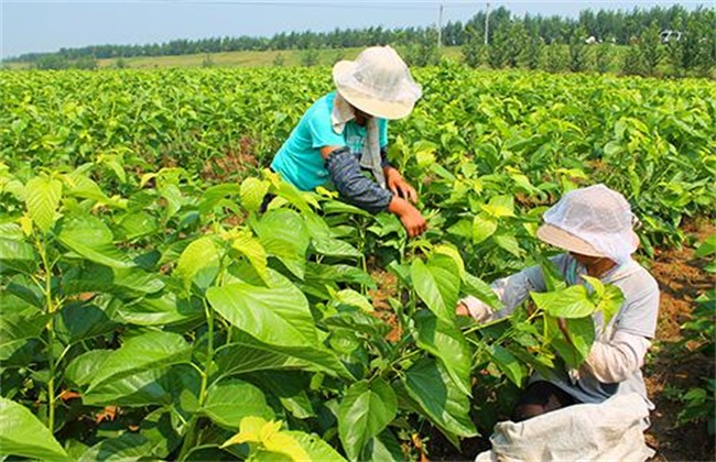 桑树的施肥技术