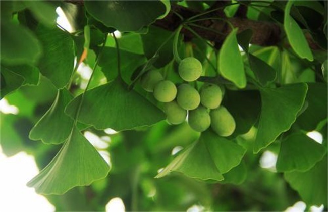 银杏树不结果 什么原因