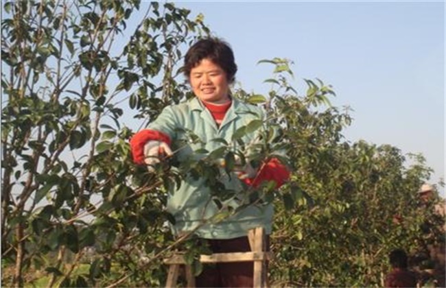 桂花树 修剪时间 方法