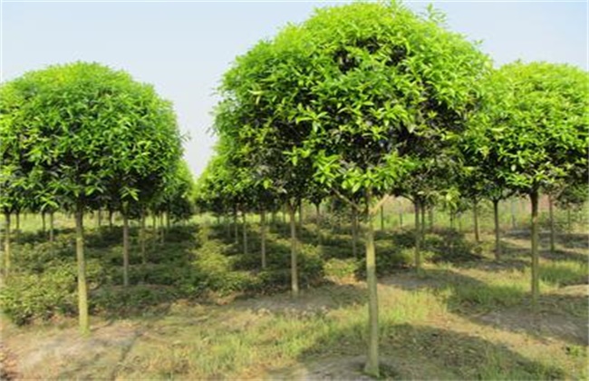 桂花树 修剪时间 方法