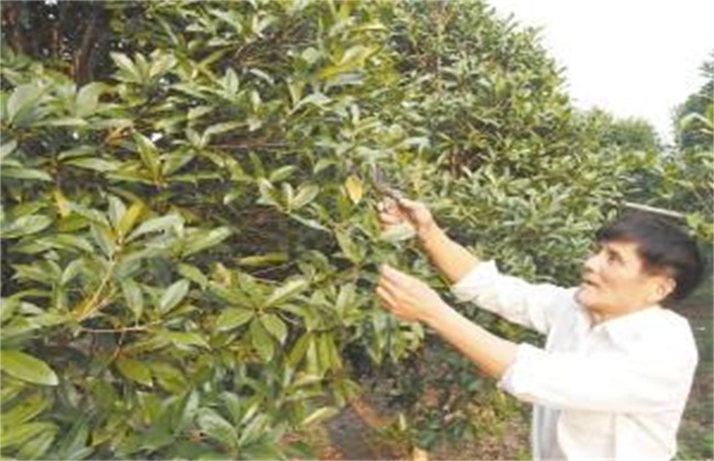 桂花树 修剪时间 方法
