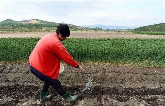 花生常见的播种误区