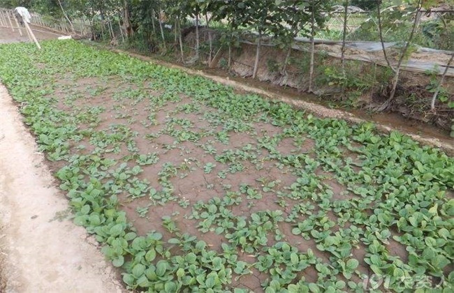 蔬菜出苗不齐原因及解决方法