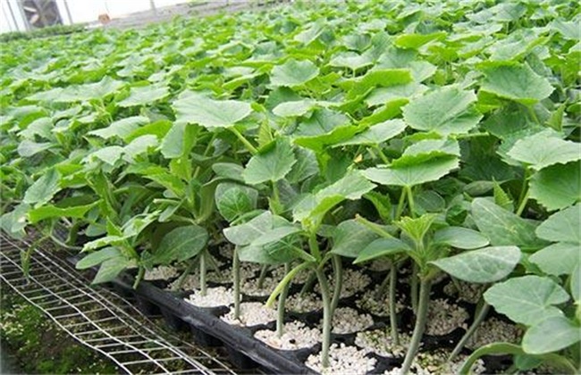 蔬菜出苗不齐原因及解决方法