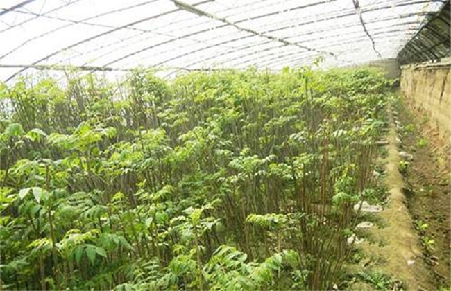 香椿的育苗技术