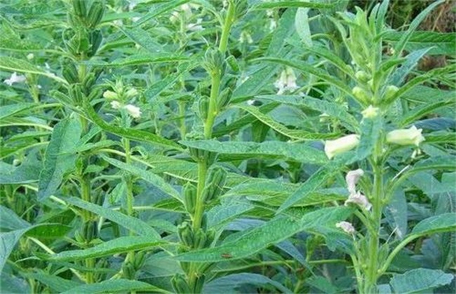 芝麻结蒴期的管理要点