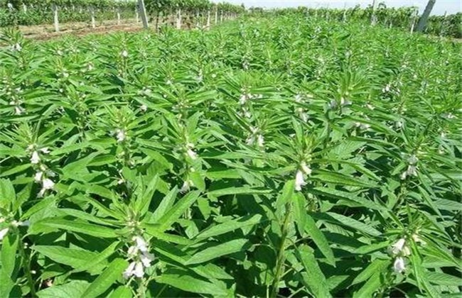 白芝麻的种植技术