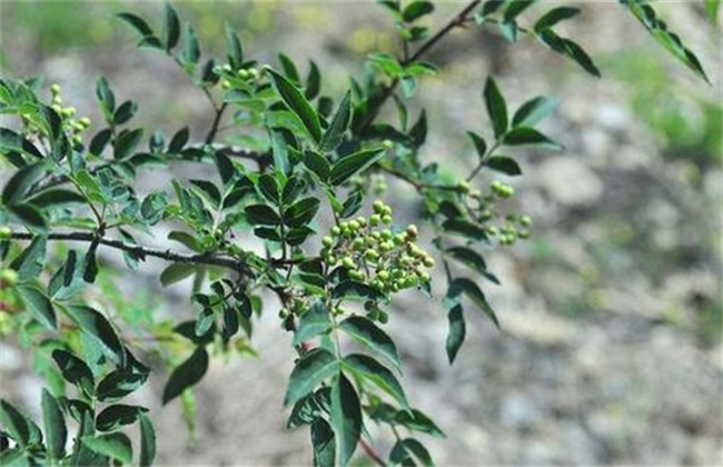 花椒树春季管理技术