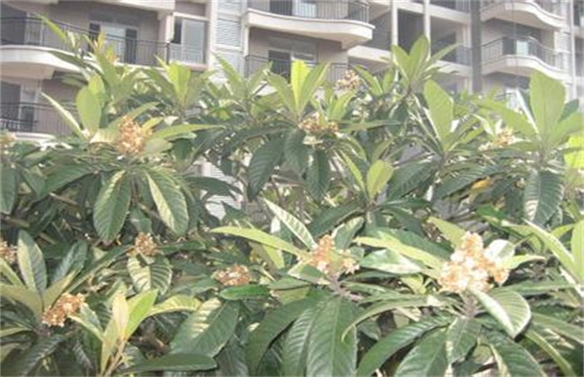 枇杷花期的管理技术