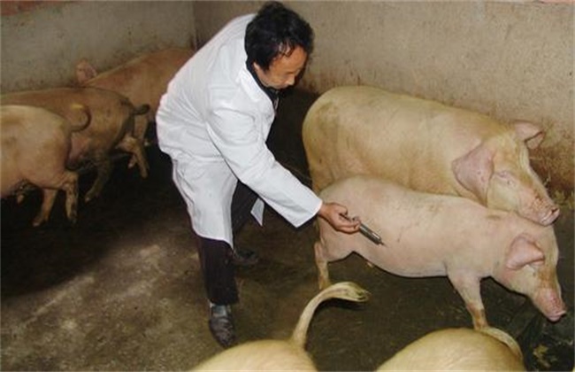 猪疫苗 接种方法