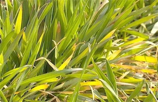 麦苗发黄 什么原因