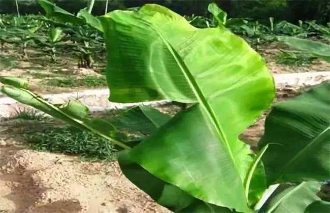 香蕉迟抽蕾的管理要点