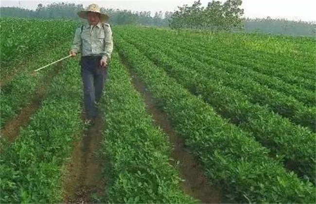 花生施肥 注意事项