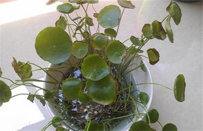 铜钱草 冬天叶子黄 怎么办