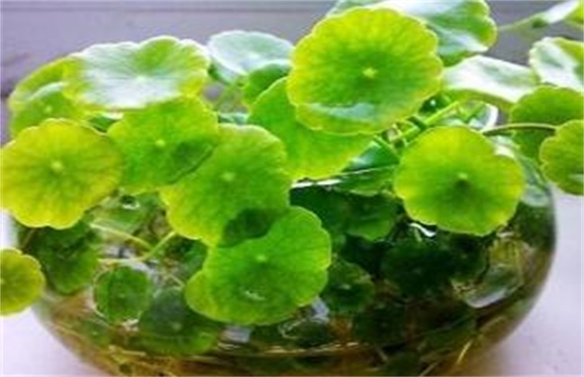铜钱草 冬天叶子黄 怎么办