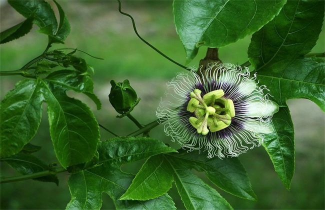 百香果怎么促进花芽分化