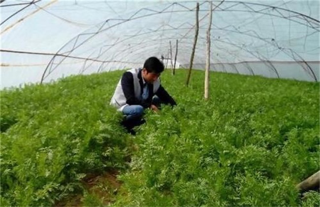 胡萝卜 高产施肥技术