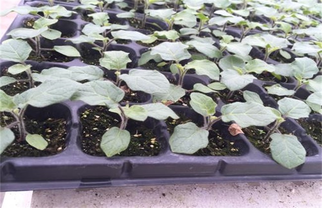 茄子苗期 管理技术