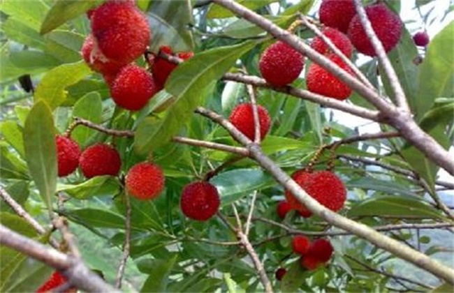 杨梅种植成活率低原因及防治措施