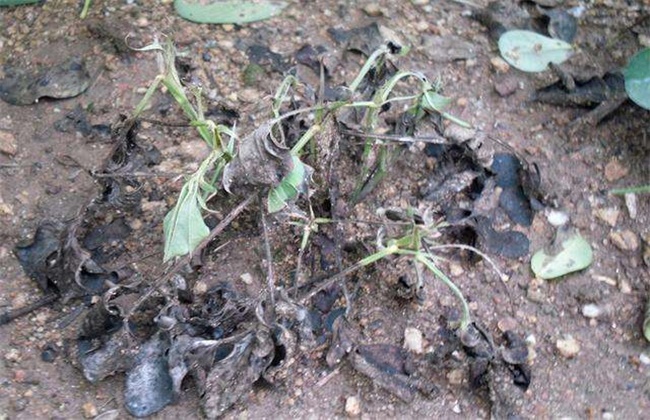 花生重茬危害怎么解决